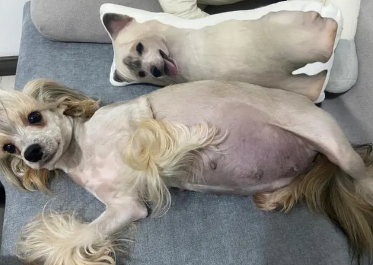 狗配了3次按哪次算预产期