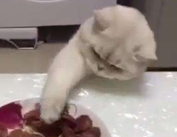 猫咪当着主人面偷吃,被主人多次打手后,只能舔舔爪子! 猫咪当着主人面偷吃,被主人多次打手后,只能舔舔爪子!