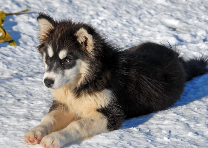 格陵兰犬可以养吗现在
