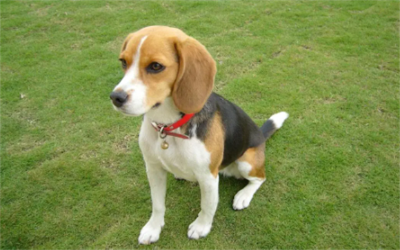 猎狐犬和比格犬的区别 猎狐犬和比格犬的区别