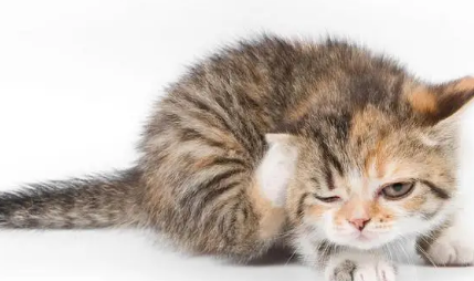 吸引猫咪主动过来声音