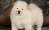 绣球犬长大后的图片