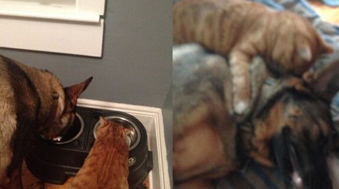 德国牧羊犬和虎斑猫咪成超級好朋友 德国牧羊犬和虎斑猫咪成超級好朋友