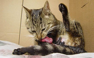 猫自己会接生吗