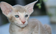 为啥有想把猫捏死的冲动