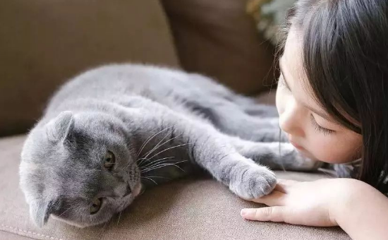 女生说想养猫是什么意思