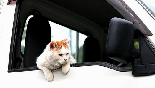 猫钻进副驾驶不见了
