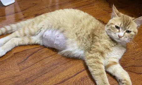 母猫临产前有红色糊状物