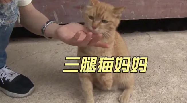 感人逆境故事:坚强三腿猫妈被遗弃山顶,孤力抚养一窝幼猫 感人逆境故事:坚强三腿猫妈被遗弃山顶,孤力抚养一窝幼猫