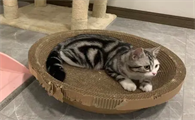 猫抓板子代表心情