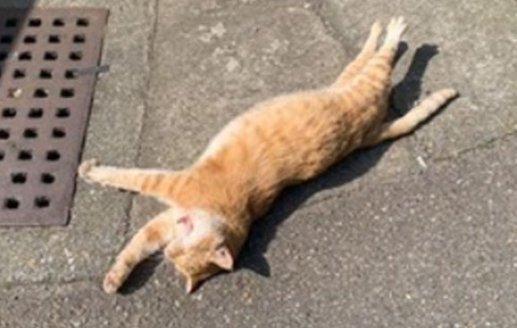 流浪猫倒在路边吓哭小女孩,下秒奇迹复活:你们哭什么呀? 流浪猫倒在路边吓哭小女孩,下秒奇迹复活:你们哭什么呀?