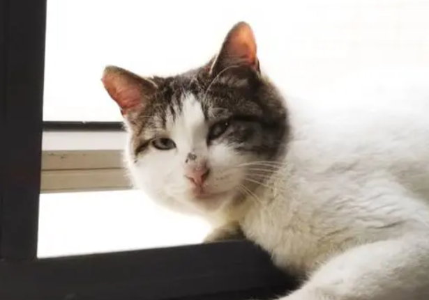 叫不苦的一只猫的视频 叫不苦的一只猫的视频