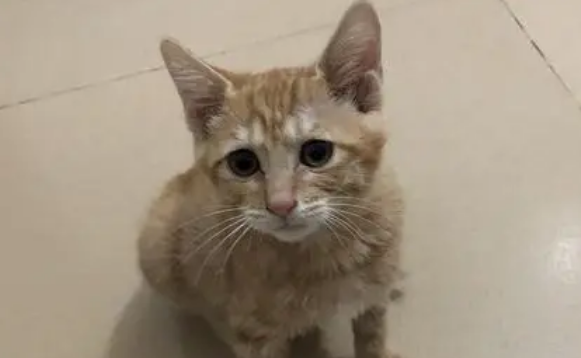 三个月小猫不叫不出声正常吗