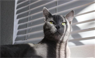 猫有自愈能力吗