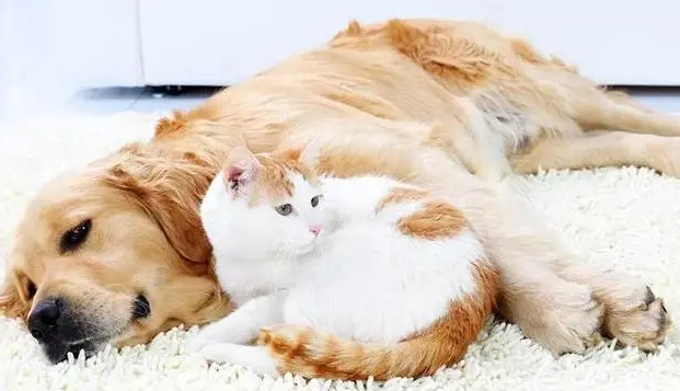 家养狗猫对人有没有危害 家养狗猫对人有没有危害
