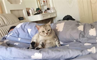 猫钻被窝预示着什么