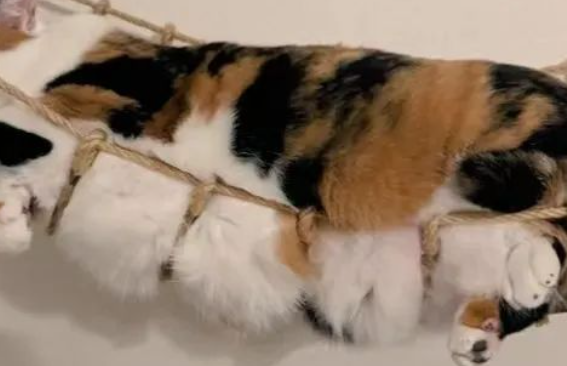 猫咪试躺新吊桥,秒变被绑住的“叉烧肉”,画面笑喷! 猫咪试躺新吊桥,秒变被绑住的“叉烧肉”,画面笑喷!