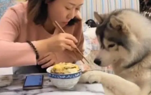 女主人吃饭时忙着玩手机,结果被一旁哈士奇趁机偷吃,女主人懵了 女主人吃饭时忙着玩手机,结果被一旁哈士奇趁机偷吃,女主人懵了
