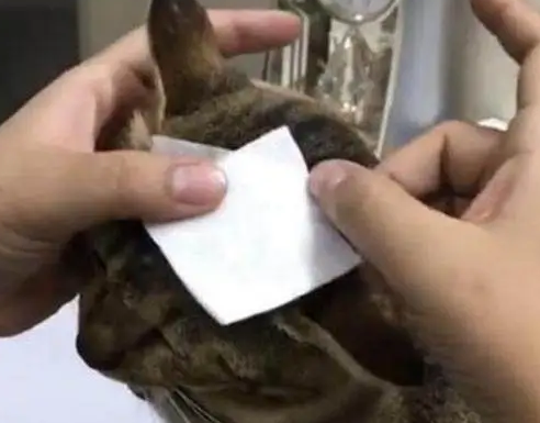 换了玻璃窗户导致猫主子受伤,看这眼神,应该是摊上事儿了 换了玻璃窗户导致猫主子受伤,看这眼神,应该是摊上事儿了
