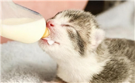 小猫出生几个月可以断奶