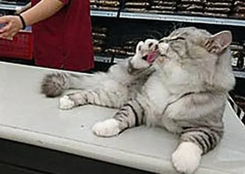 主人带猫咪去水族馆,猫咪能看不能吃,馋的不断舔嘴:本喵要吃鱼 主人带猫咪去水族馆,猫咪能看不能吃,馋的不断舔嘴:本喵要吃鱼