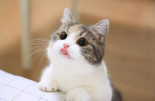 女生发猫的视频给男生啥意思 女生发猫的视频给男生啥意思