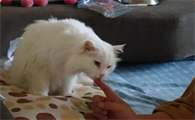 为什么人想日猫