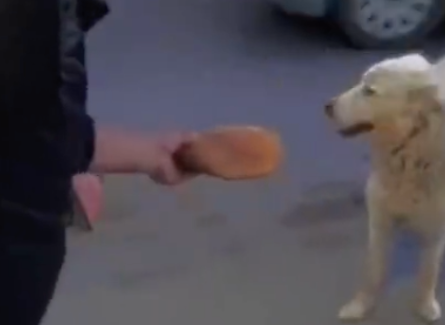 老板递给狗狗一块饼,它不敢相信是给自己的,还左右张望确认一遍 老板递给狗狗一块饼,它不敢相信是给自己的,还左右张望确认一遍