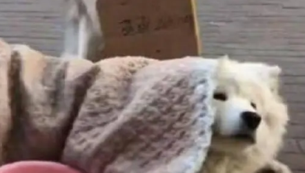 哈士奇和萨摩耶联手上演经典影视剧情,呆萌表现萌坏网友 哈士奇和萨摩耶联手上演经典影视剧情,呆萌表现萌坏网友