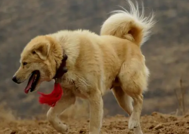 为什么太行犬属于中型犬?还是大型犬?