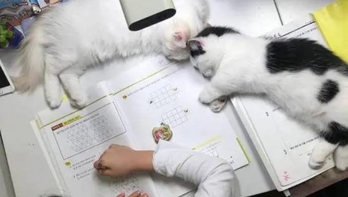 小奶猫陪主人做作业,却传来呼噜声 小奶猫陪主人做作业,却传来呼噜声