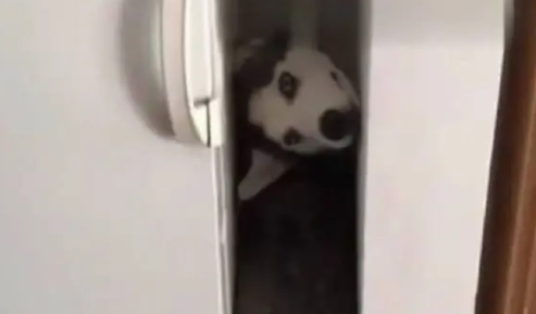 主人下班回家,刚进门就听见哈士奇惨叫,找到二哈后主人笑喷了 主人下班回家,刚进门就听见哈士奇惨叫,找到二哈后主人笑喷了
