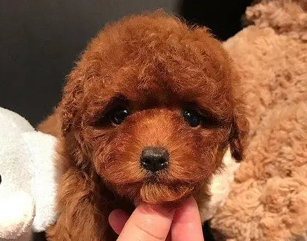 玩具贵宾犬和迷你贵宾犬哪个体型大