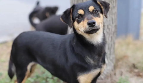 中华四眼犬性格攻击性