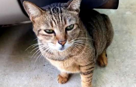 人死后猫为啥不能靠近 人死后猫为啥不能靠近