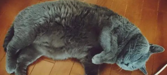 被直男梳理过的猫咪,神似狮身人面像 被直男梳理过的猫咪,神似狮身人面像