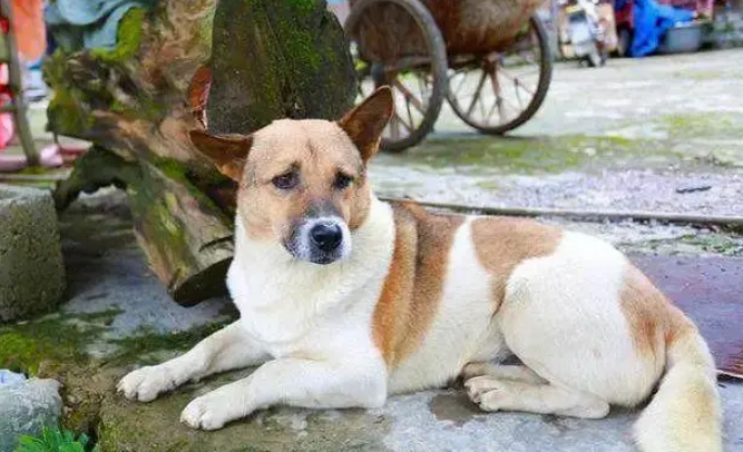英格兰猎犬和中国造手术解剖刀