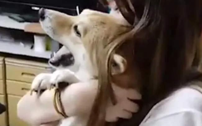 柴犬被带去打针竟不哭,3秒后才崩溃惨叫!是戏精还是反应慢? 柴犬被带去打针竟不哭,3秒后才崩溃惨叫!是戏精还是反应慢?