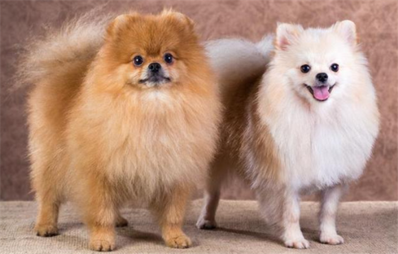 犬和狗有什么区别 犬和狗有什么区别