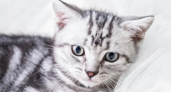 如何照顾刚出生的小猫