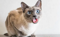 猫最怕的味道长期有效