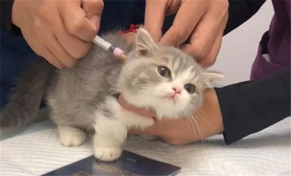小猫第一针疫苗什么时候打 小猫第一针疫苗什么时候打