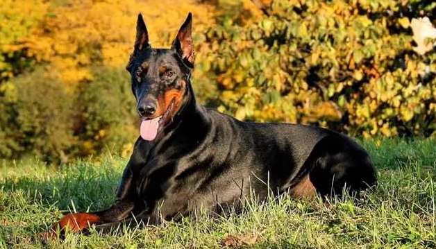 凶猛护卫犬能够对付一个正常人吗