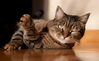 猫有情感思维吗