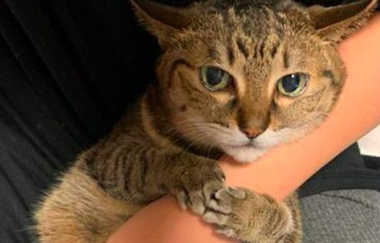 只要主人在家里,猫咪就抱着他的胳膊 只要主人在家里,猫咪就抱着他的胳膊