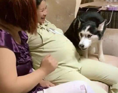 二哈守护怀孕的主人，任何人靠近孕妇都视为威胁！主人哭笑不得