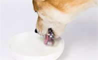 狗能不能吃奶油