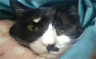 猫脂肪瘤会自愈吗