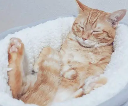 橘猫总和同伴抢窝,主人给它买了新窝,猫咪一整天窝在里面不想动 橘猫总和同伴抢窝,主人给它买了新窝,猫咪一整天窝在里面不想动