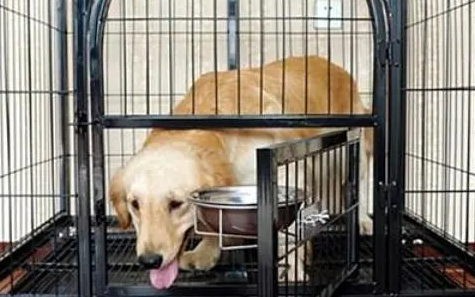 笼养的狗狗哪里大小便